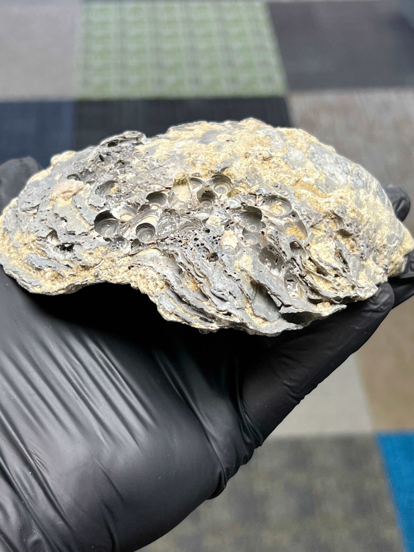 Fossilized Clamshell