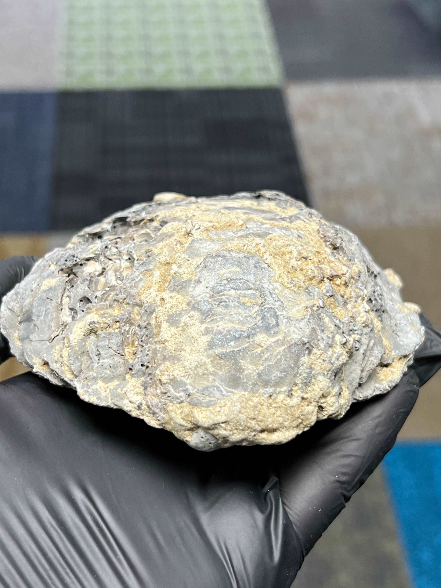 Fossilized Clamshell