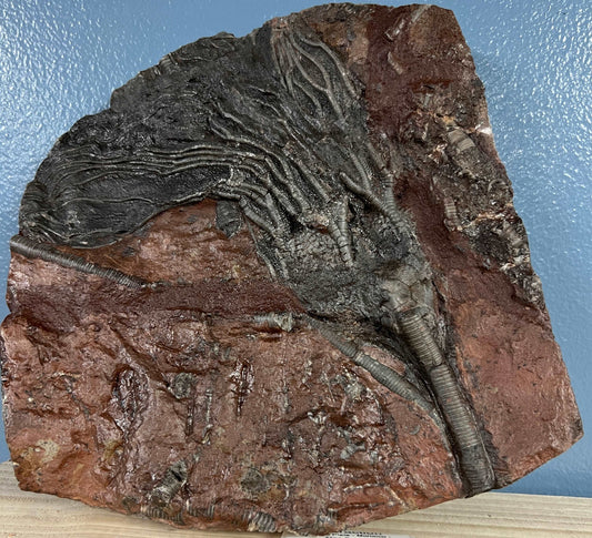 Crinoid Plate *Top Quality*