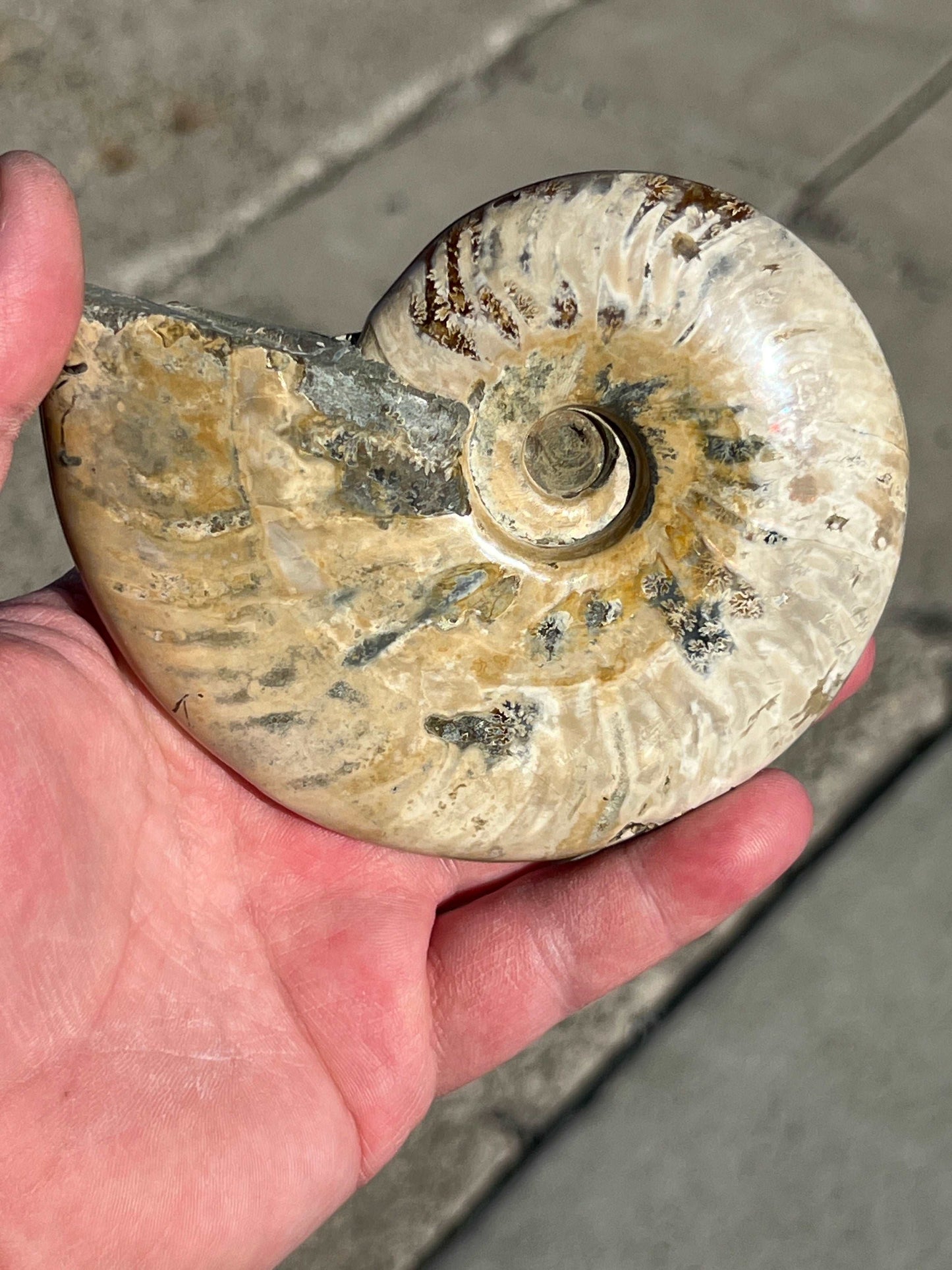 Iridescent Ammonite