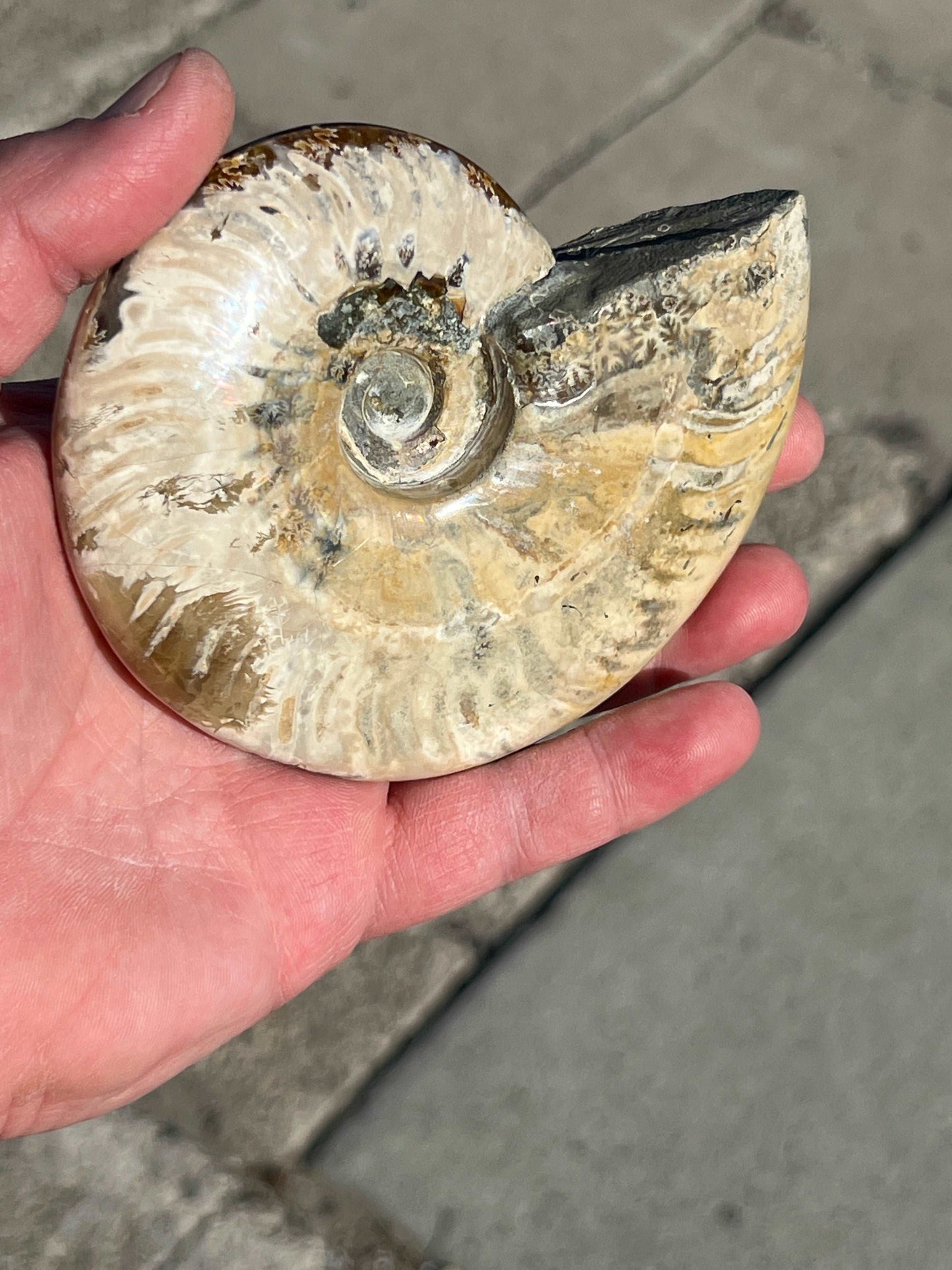 Iridescent Ammonite