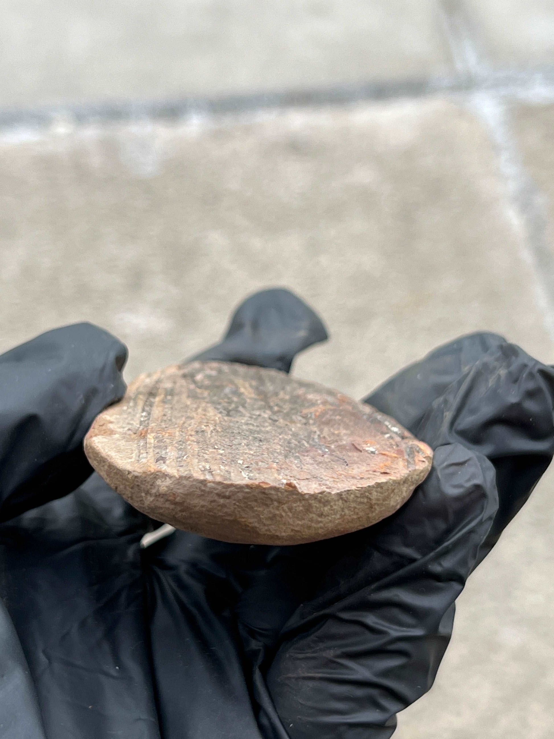 Petrified Wood Fossil