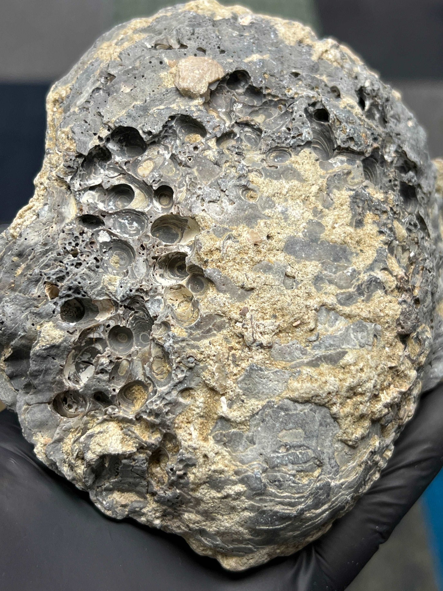 Fossilized Clamshell