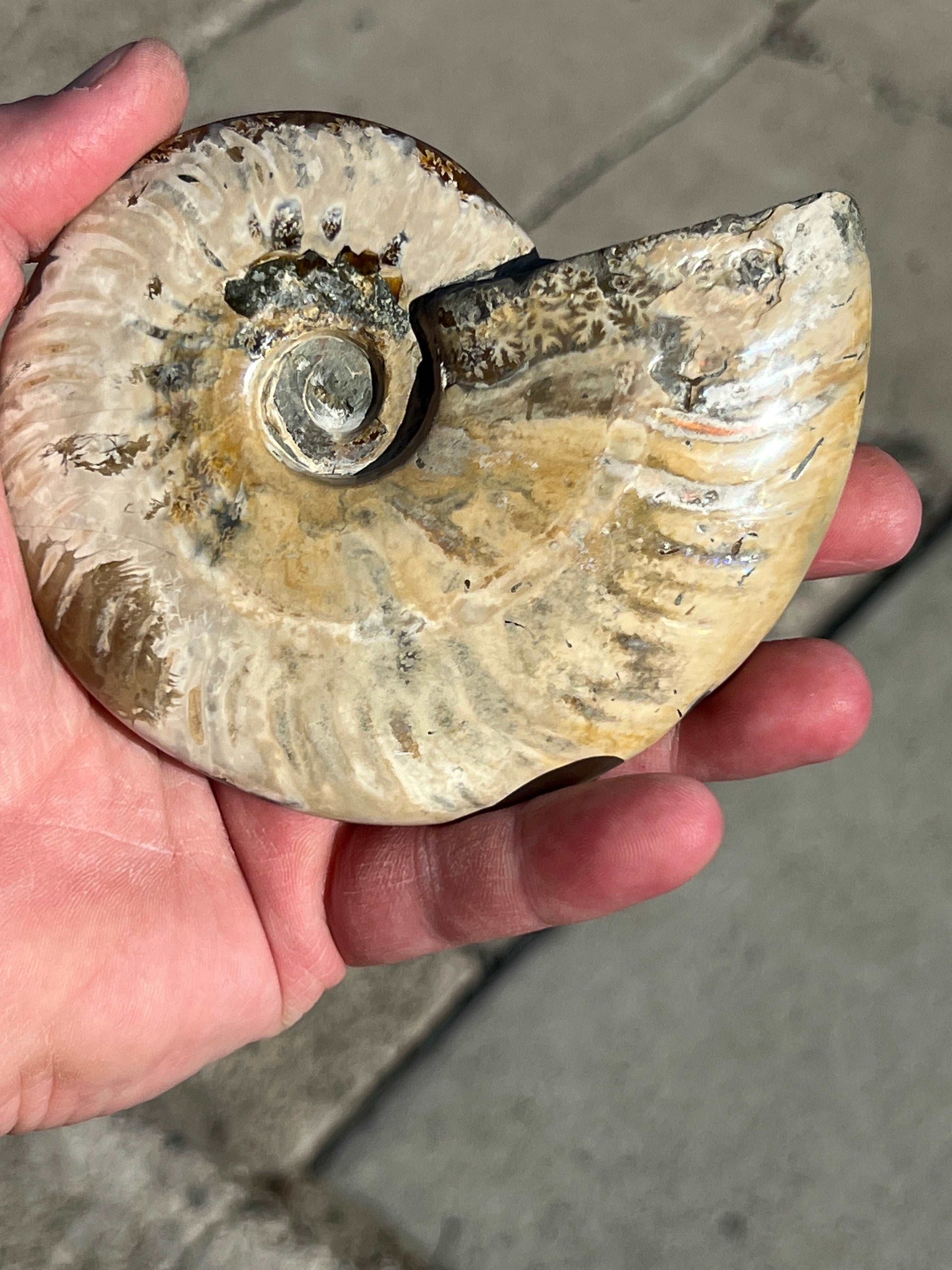 Iridescent Ammonite