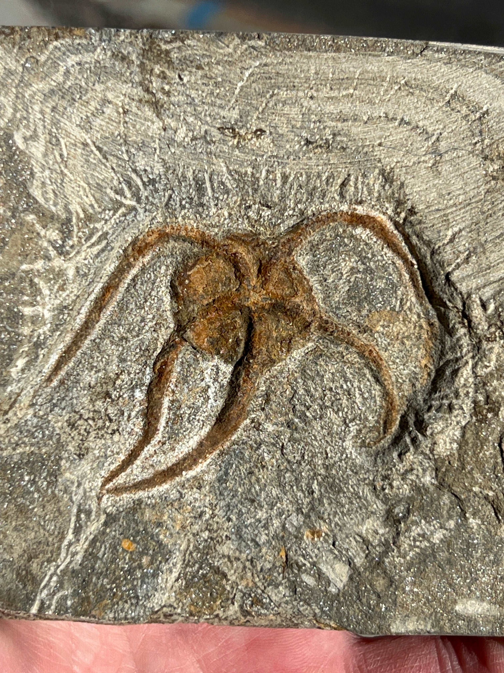 Ophiura “Brittle Star”