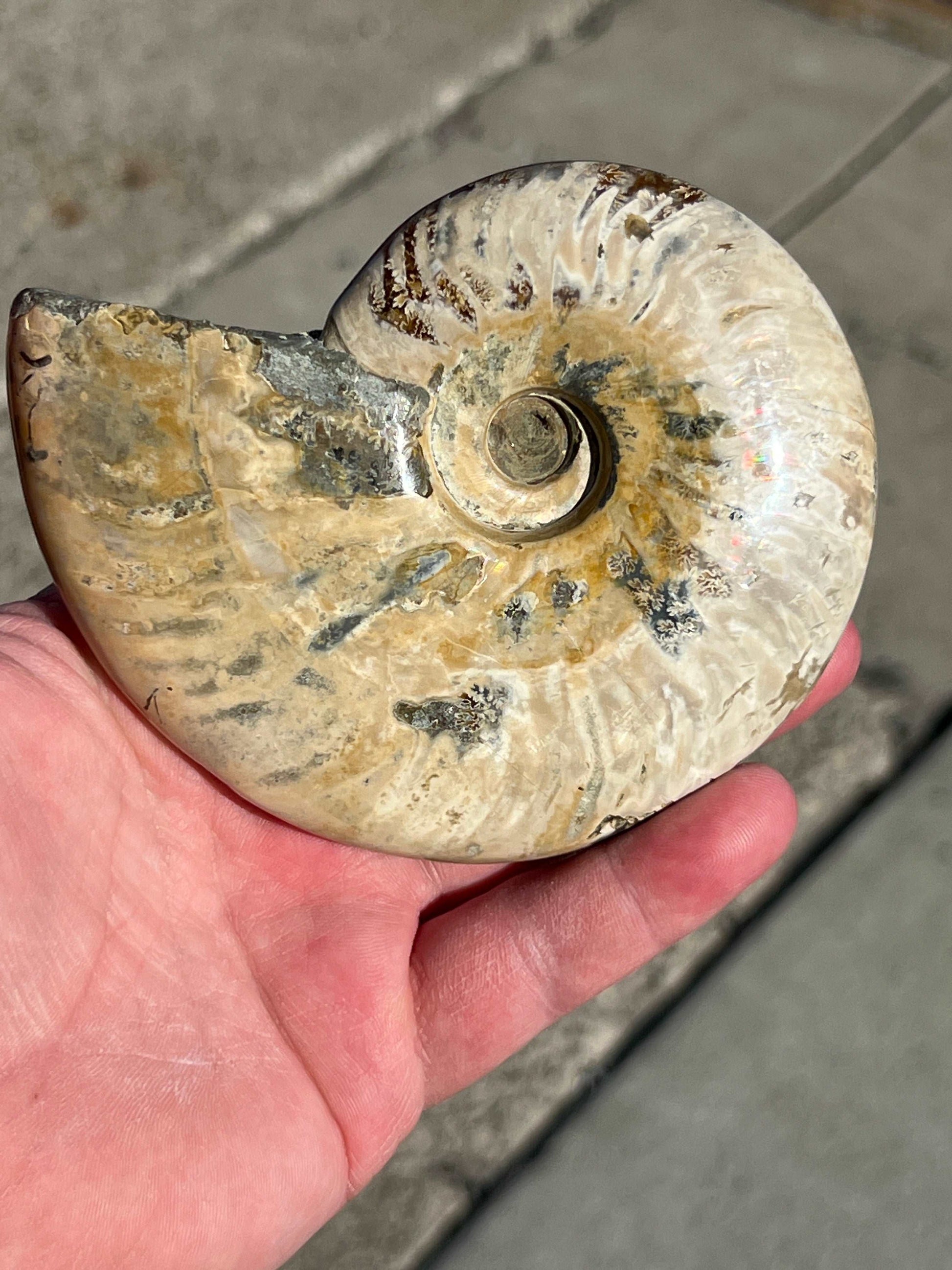 Iridescent Ammonite