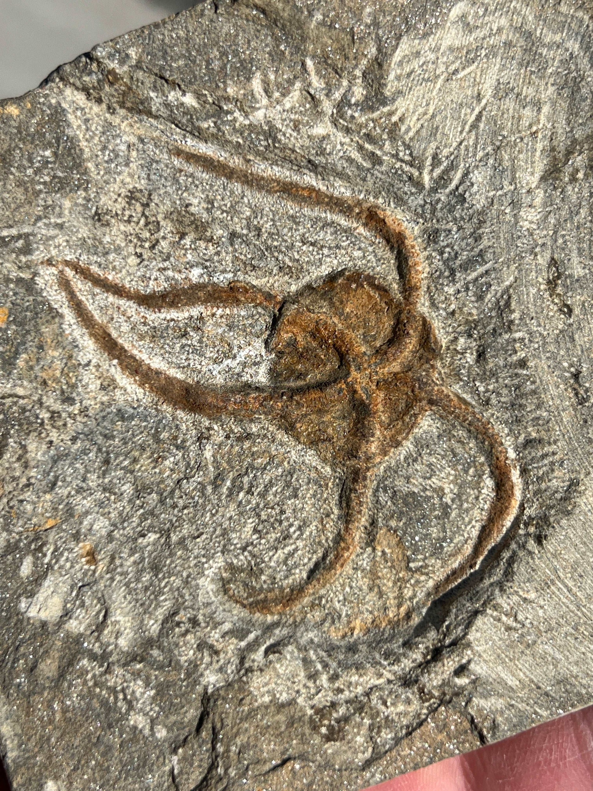 Ophiura “Brittle Star”