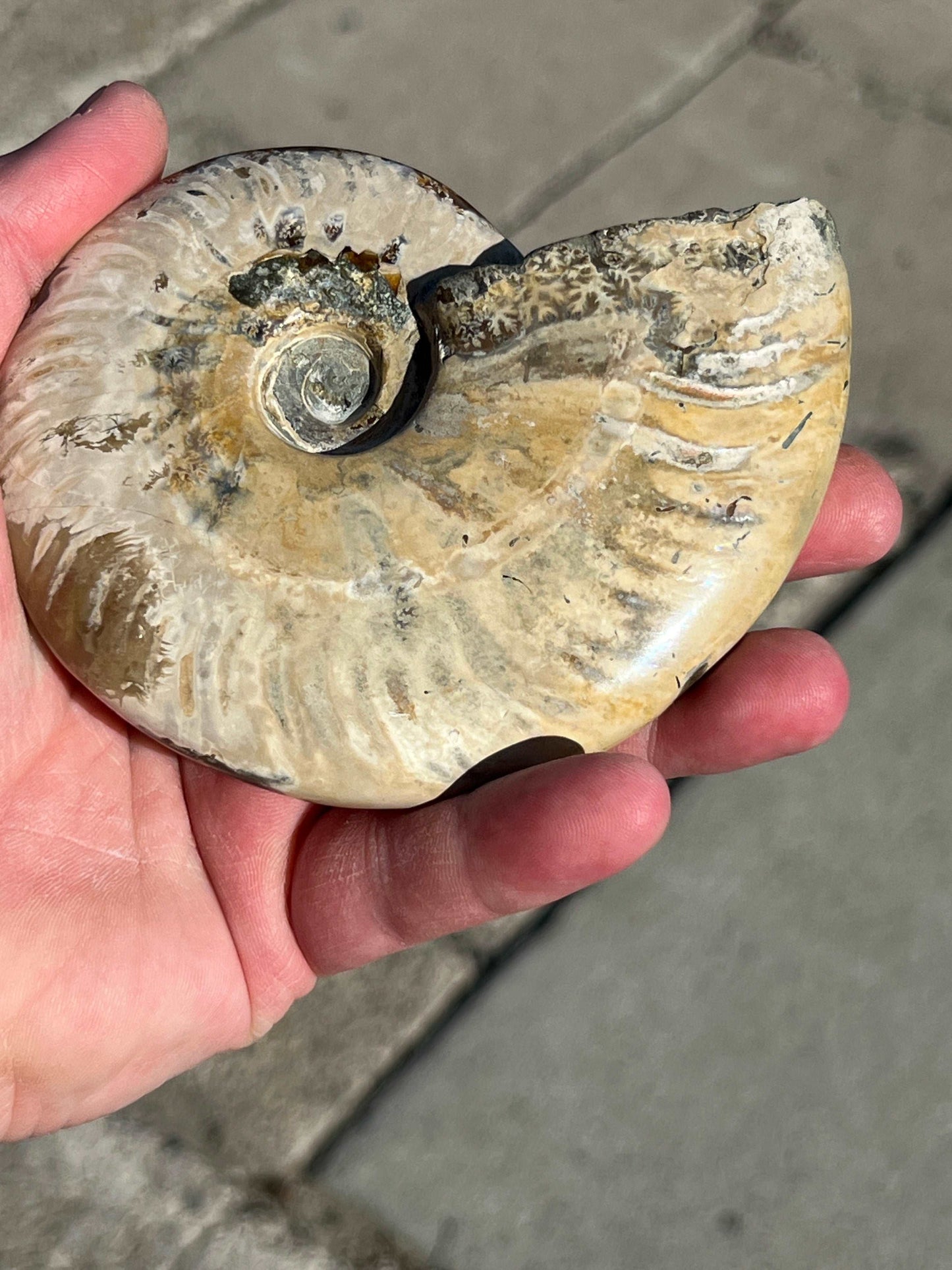 Iridescent Ammonite